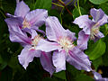 Clematis Rozalia IMG_4375 Powojnik